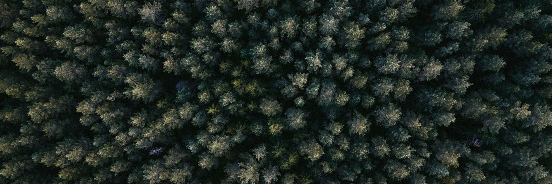 Pexels Igrevsky 1310755