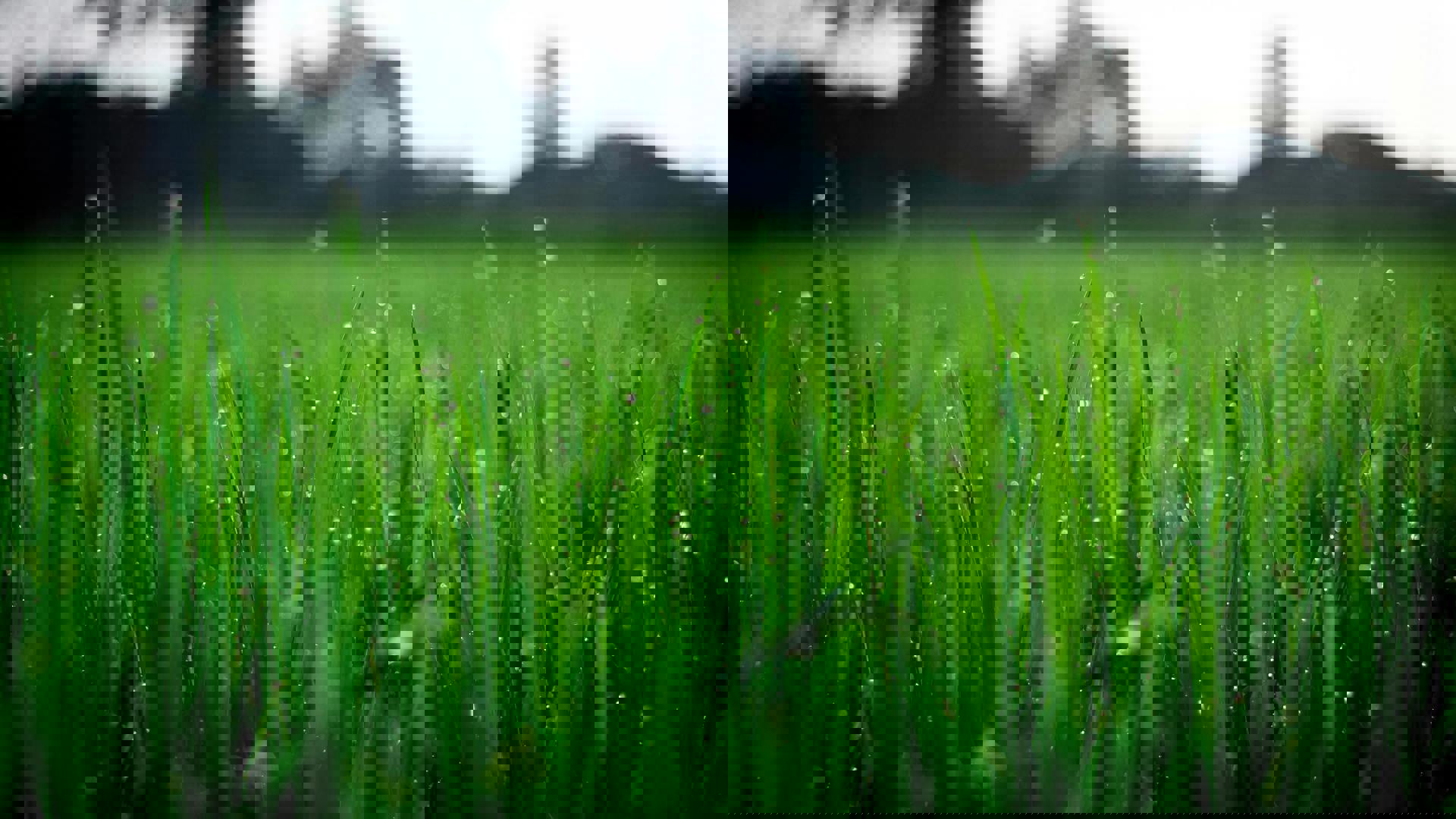 Pexels Fox 58267 212324