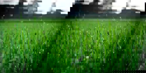 Pexels Fox 58267 212324