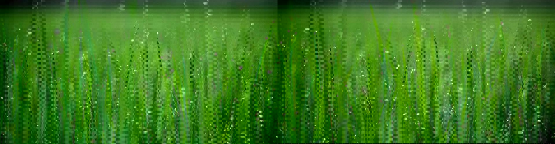 Pexels Fox 58267 212324