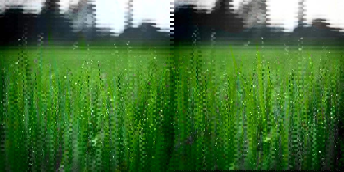 Pexels Fox 58267 212324