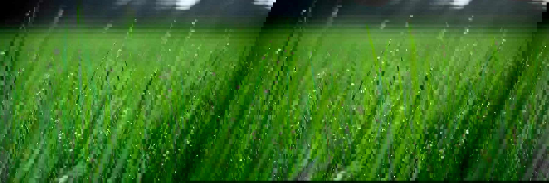 Pexels Fox 58267 212324