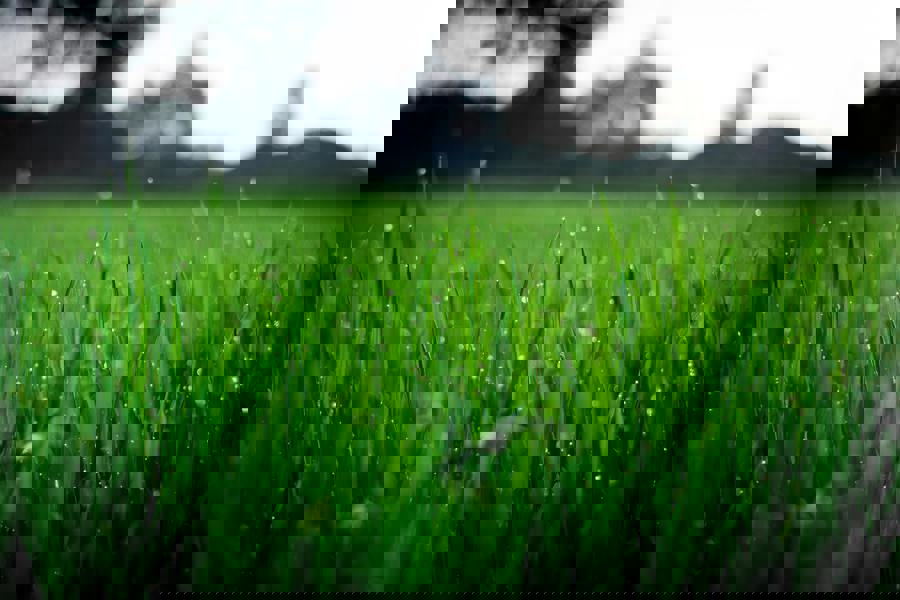 Pexels Fox 58267 212324