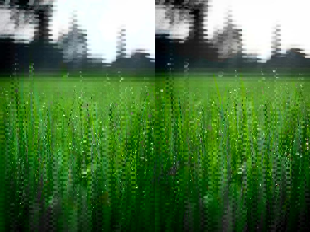 Pexels Fox 58267 212324