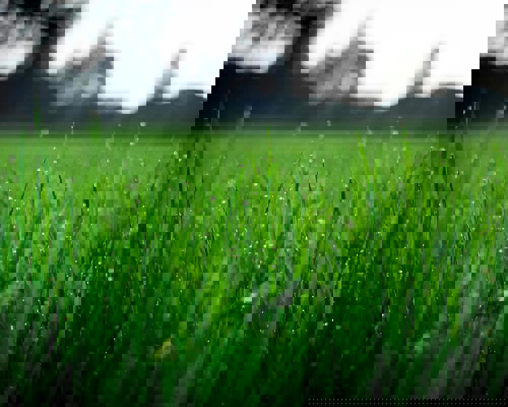 Pexels Fox 58267 212324