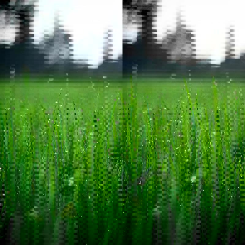 Pexels Fox 58267 212324